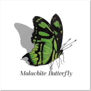 Malachite Butterfly Labeled Posters and Art